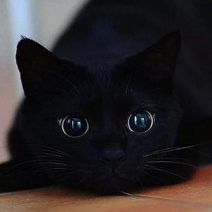 Meet your Posher, Geronimo